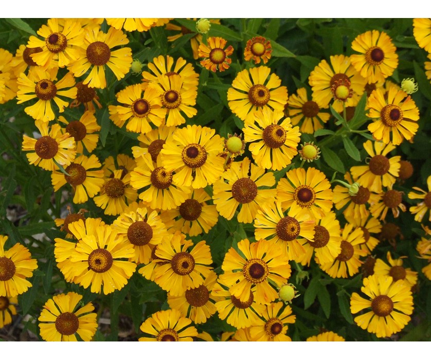 Sneezeweed